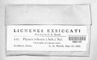 Physcia tribacia var. tribacia image